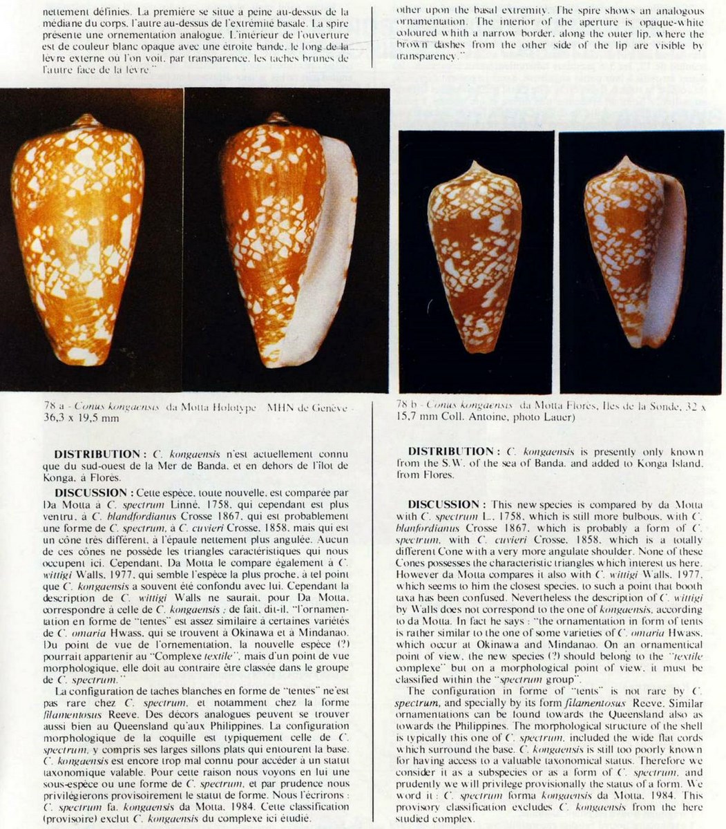 Conus kongaensis, da Motta 1984